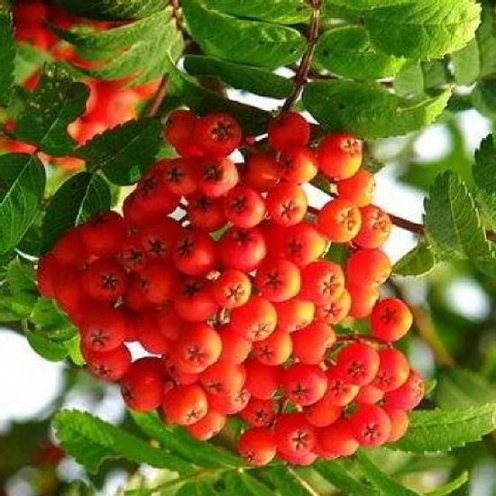 Ízletes madárberkenye   SORBUS AUCUPARIA EDULIS 14/16 K45