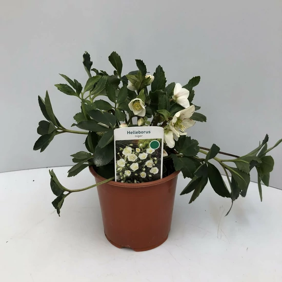 Fekete hunyor HELLEBORUS NIGER 15/+ CS14   