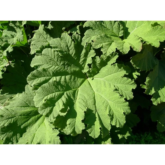 Brazíliai óriáslapu MANICATA    
