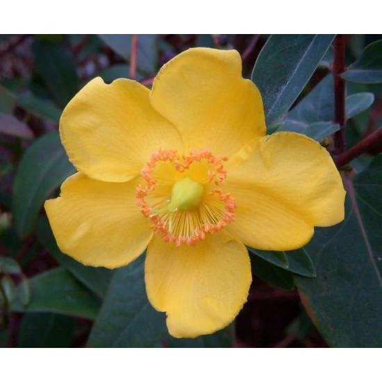 Örökzöld orbáncfű   HYPERICUM HOOKERIANUM HIDCOTE K2