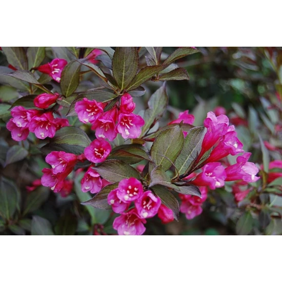 Rózsalonc    WEIGELA FLORIDA PURPUREA NANA K5