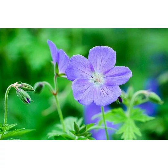 Gólyaorr GERANIUM HYBRIDE JOHNSON'S BLUE CS15  