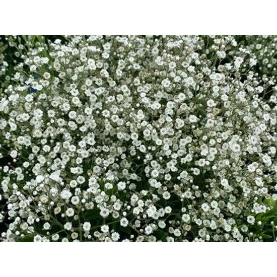 Buglyos fátyolvirág GYPSOPHILA PANICULATA SUMMER SPARKLE CS15