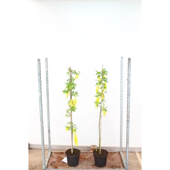 Hosszúfürtű aranyeső LABURNUM WATERERI VOSSII K7,5