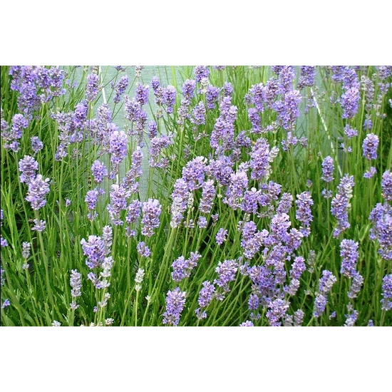 Francia levendula LAVANDULA × INTERMEDIA GRAPPENHALL CS14