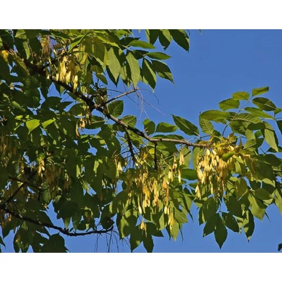 Magas kőris FRAXINUS EXCELSIOR ATLAS 3×I 25/30 DL