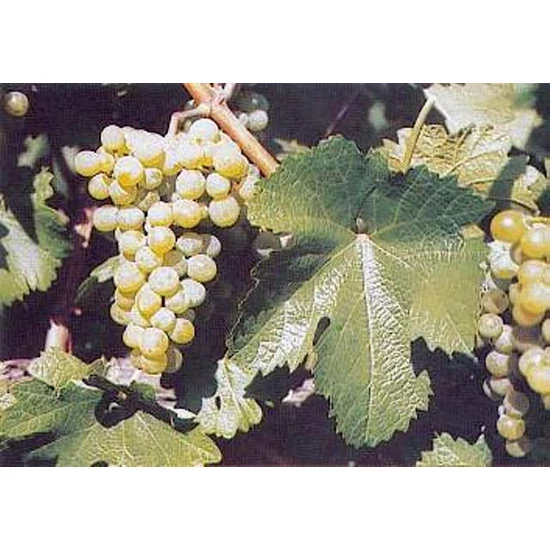 Zenit borszőlő (fehér) VITIS VINIFERA ZENIT (BOR, FEHÉR) SZGY
