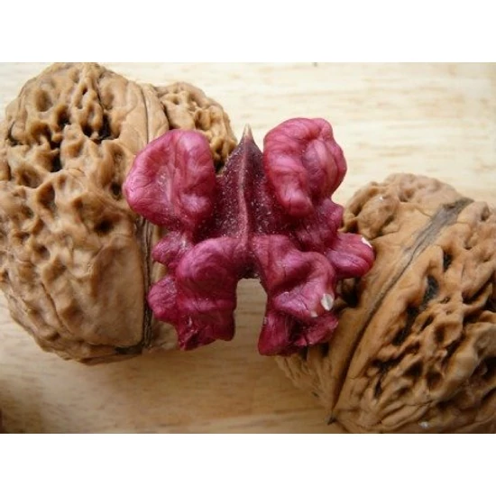 Buzsáki piros bélű dió Juglans regia 
