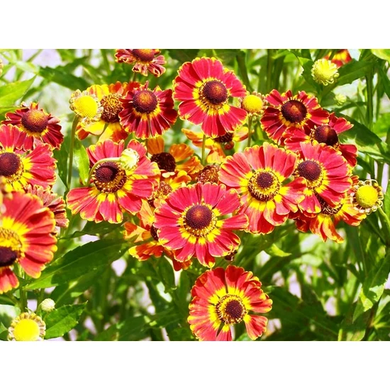 Napfényvirág INDIANERSOMMER D14   
