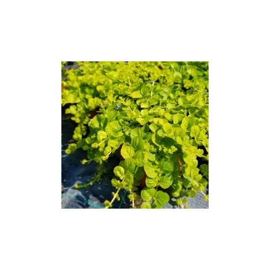 Lizinka LYSIMACHIA NUMMULARIA   