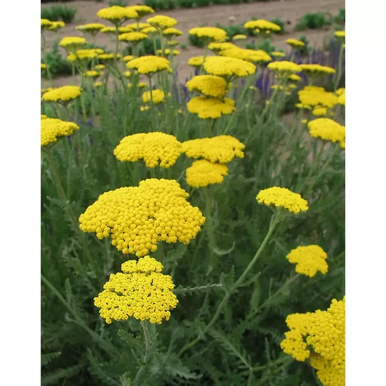 Cickafark ACHILLEA FILIPENDULINA CORONATION GOLD CS14   