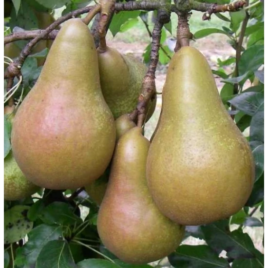 Fétel apát körte Pyrus communis