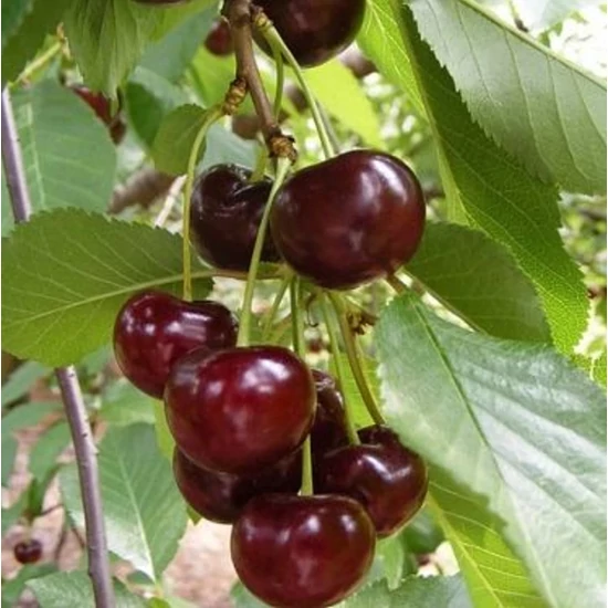 Érdi jubileum meggy Prunus cerasus