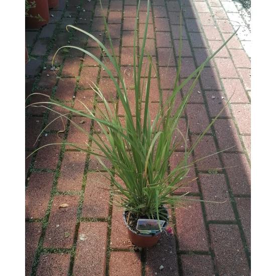Rózsaszín pampafű CORTADERIA SELLOANA ROSEA CS13