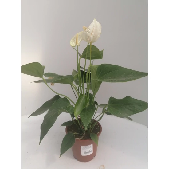 Flamingóvirág ANTHURIUM ANDRAEANUM COCOS WHITE CS9