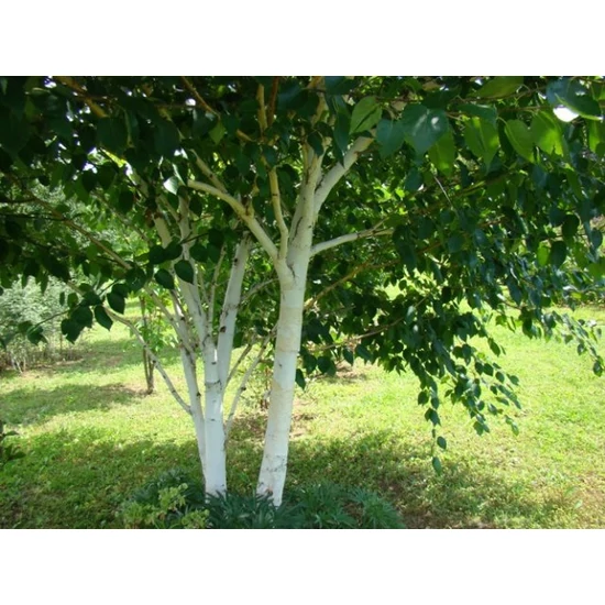 Bordó levelű nyír  BETULA PENDULA CRIMSON FROST 150/200 K15