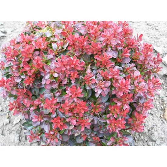 Japán vérborbolya   BERBERIS THUNBERGII BAGATELLE K3