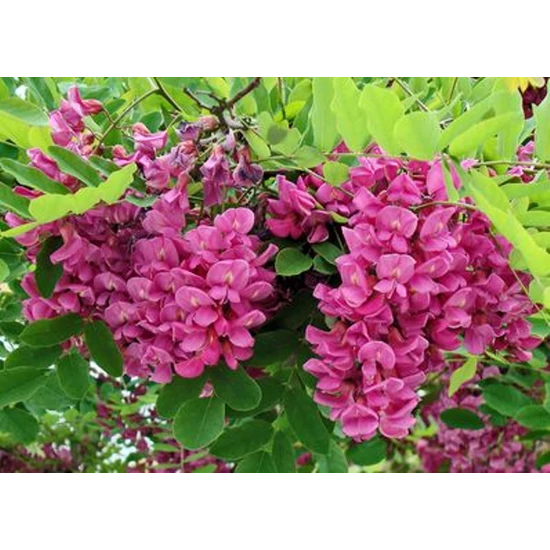 Rózsás akác   ROBINIA PSEUDOACACIA CASQUE ROUGE 200/250 K7,5