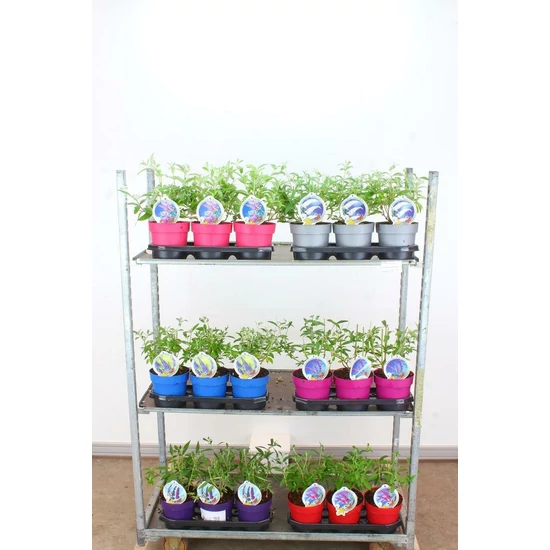 Nyári orgona BUDDLEJA DAVIDII FAJTÁK 25/30 K3