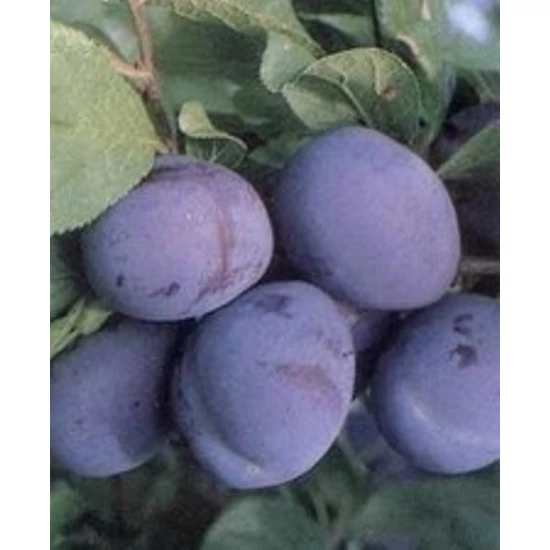 Bluefre szilva PRUNUS DOMESTICA BLUEFRE K10