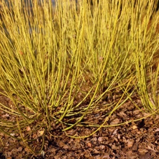 Sárgavesszőjű som   CORNUS STOLONIFERA FLAVIRAMEA K2