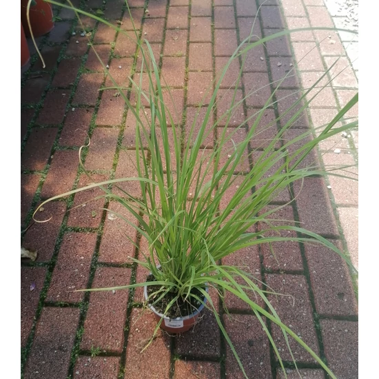 Pampafű CORTADERIA SELLOANA WHITE CS13