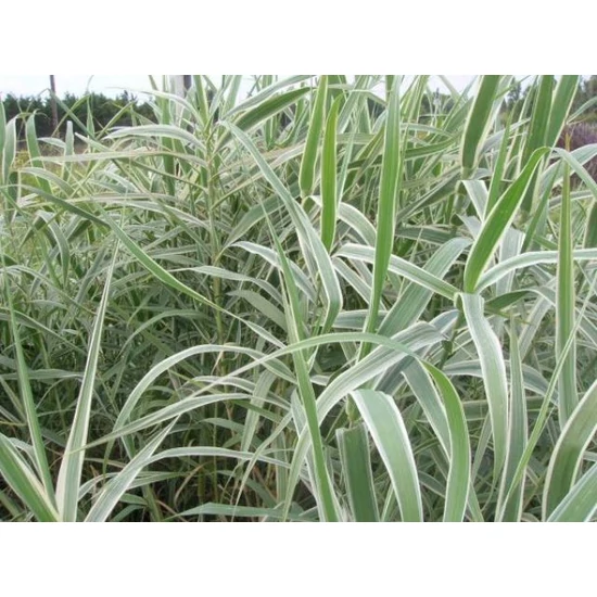 Tarkalevelű olasznád ARUNDO DONAX VARIEGATA K3 