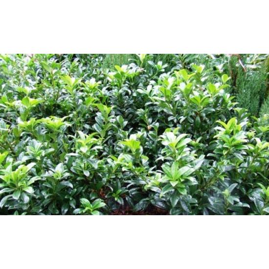 Közönséges babérmeggy   PRUNUS LAUROCERASUS BAUMGARTNER K10