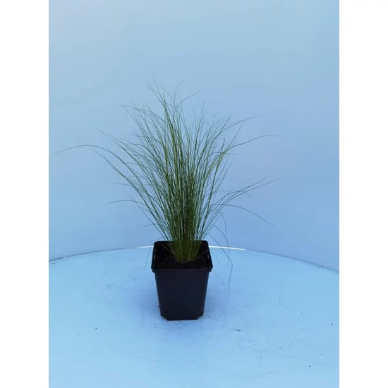 Árvalányhaj STIPA TENUISSIMA PONY TAILS CS11
