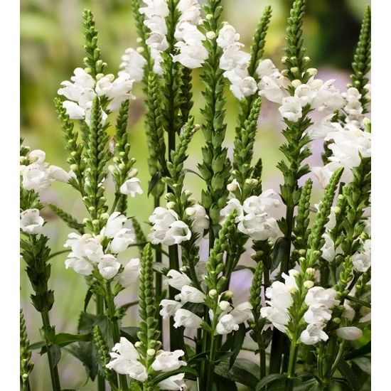 Füzérajak PHYSOSTEGIA VIRGINIANA ROSEA MIX CS11