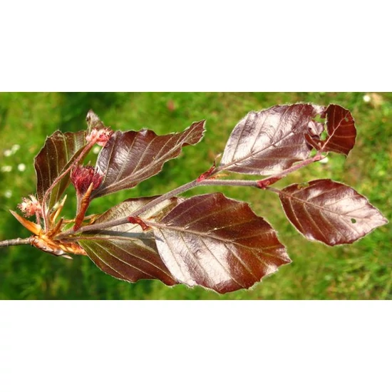 Vérbükk    FAGUS SYLVATICA PURPUREA T1/2 50/+ K45