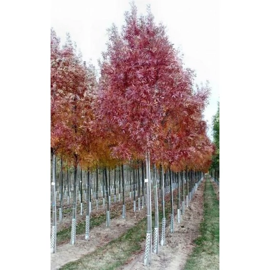 Magyar kőris   FRAXINUS ANGUSTIFOLIA RAYWOOD 10/12 K30