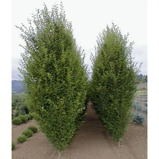 Oszlopos gyertyán   CARPINUS BETULUS FASTIGIATA 100/+ K15