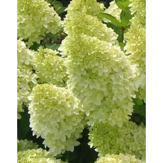 Bugás hortenzia HYDRANGEA PANICULATA MAGICAL MOONLIGHT K10