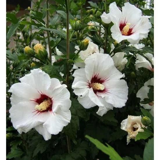 Kerti mályvacserje   HIBISCUS SYRIACUS FAJTÁK MT K10