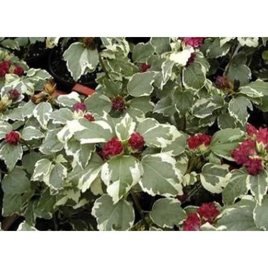 Kerti mályvacserje   HIBISCUS SYRIACUS PURPUREUS VARIEGATA T1/2 K20