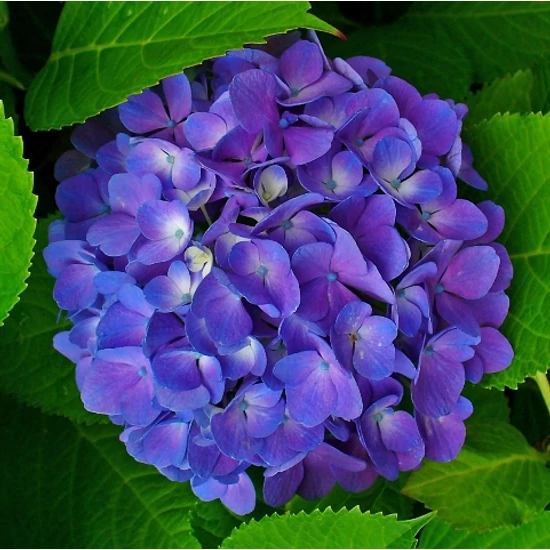 Kerti hortenzia   HYDRANGEA MACROPHYLLA K3