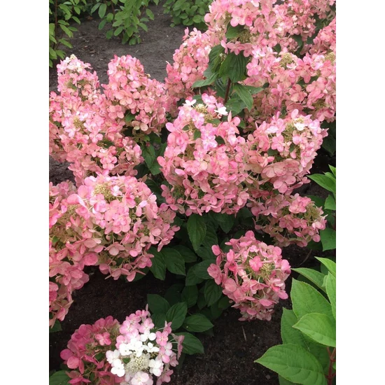 Bugás hortenzia   HYDRANGEA PANICULATA MAGICAL ANDES K3