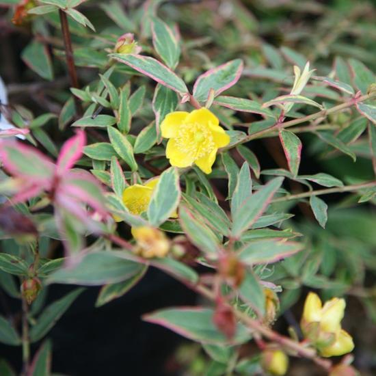 Kisvirágú orbáncfű   HYPERICUM MOSERIANUM K5