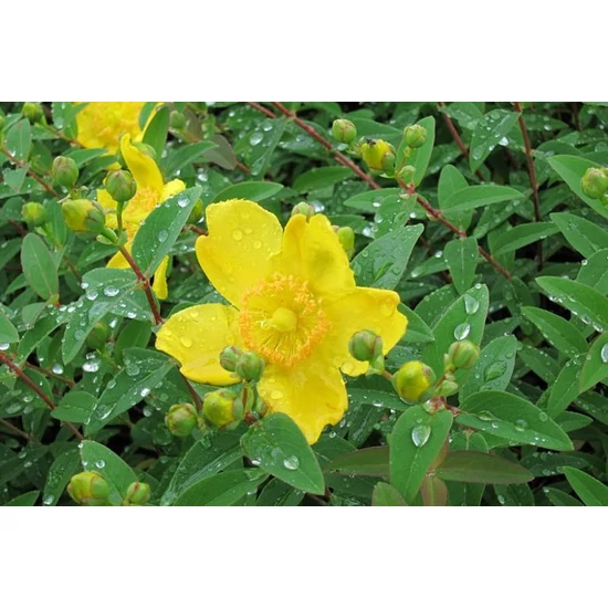 Japán orbáncfű   HYPERICUM PATULUM HIDCOTE K3
