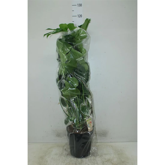 Könnyezőpálma MONSTERA DELICIOSA KÓKUSSZAL TÁMASZTVA CS24