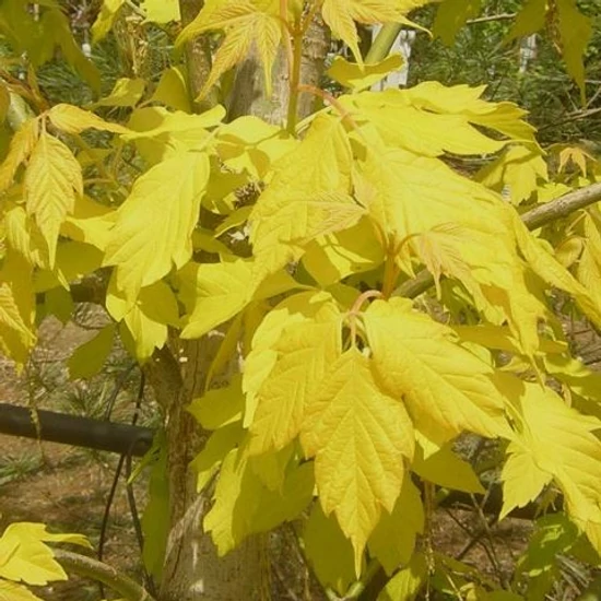 Aranylombú juhar   ACER NEGUNDO KELLY'S GOLD MT K21,5