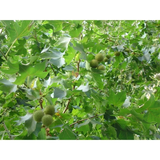 Juharlevelű platán   PLATANUS ACERIFOLIA 8/10 K18/20