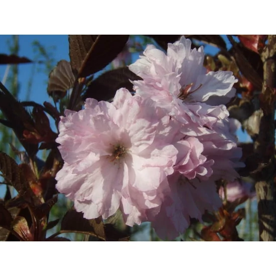 Vöröslevelű díszcseresznye   PRUNUS SERRULATA ROYAL BURGUNDY T200/220 8/10 K35