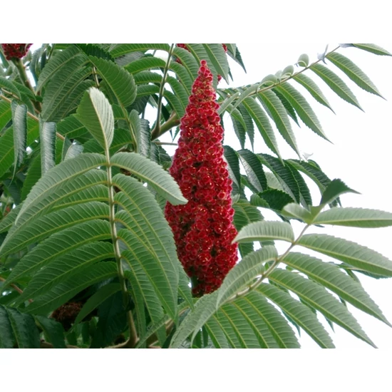 Szeldeltlevelű ecetfa   RHUS TYPHINA DISSECTA 150/200 K7,5