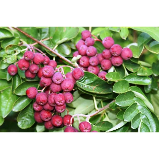 Ehető madárberkenye   SORBUS TITAN 6/8 K18