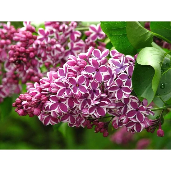 Közönséges orgona SYRINGA VULGARIS SENSATION 100/125*