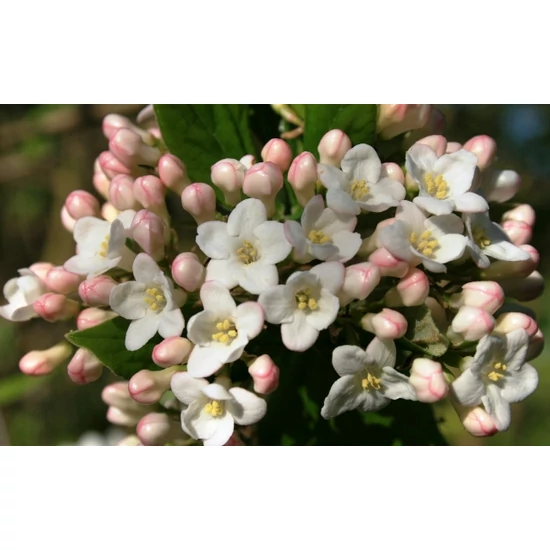 Tavaszi bangita   VIBURNUM BURKWOODII 60/80 K5