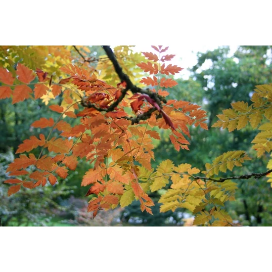 Bugás csörgőfa   KOELREUTERIA PANICULATA 180/+ K12