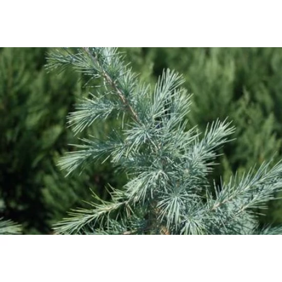 Kék himalájai cédrus  CEDRUS DEODARA BUSH ELECTRA 175/+ K55